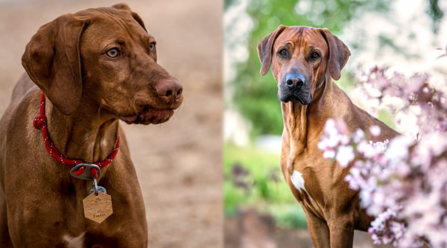 Ridgeback vs Vizsla Health Comparison