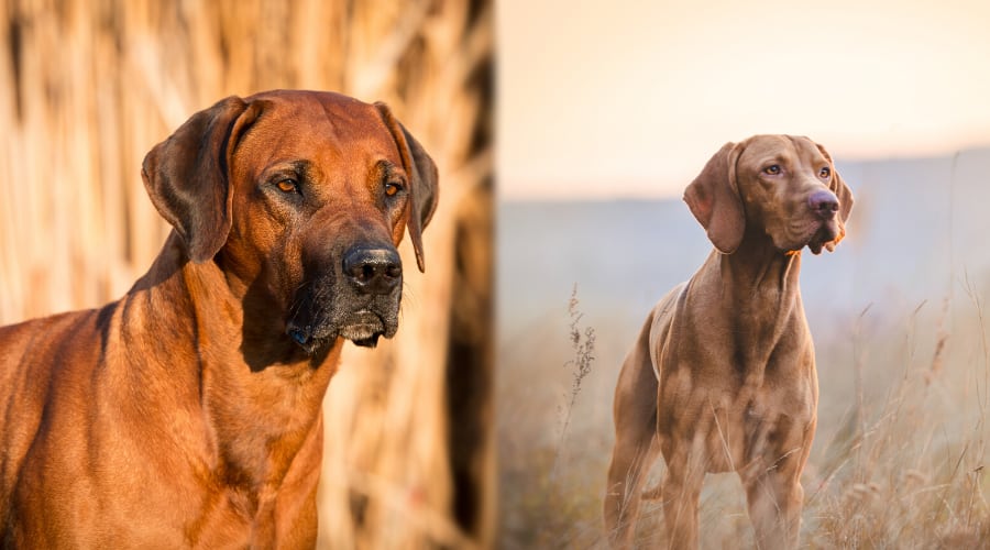 Ridgeback vs Vizsla Temperament