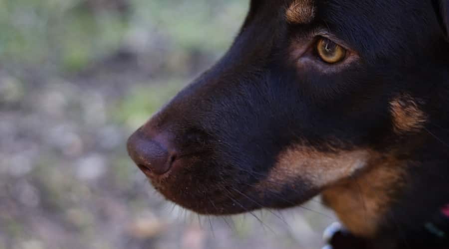 Rottador Puppy Outdoors
