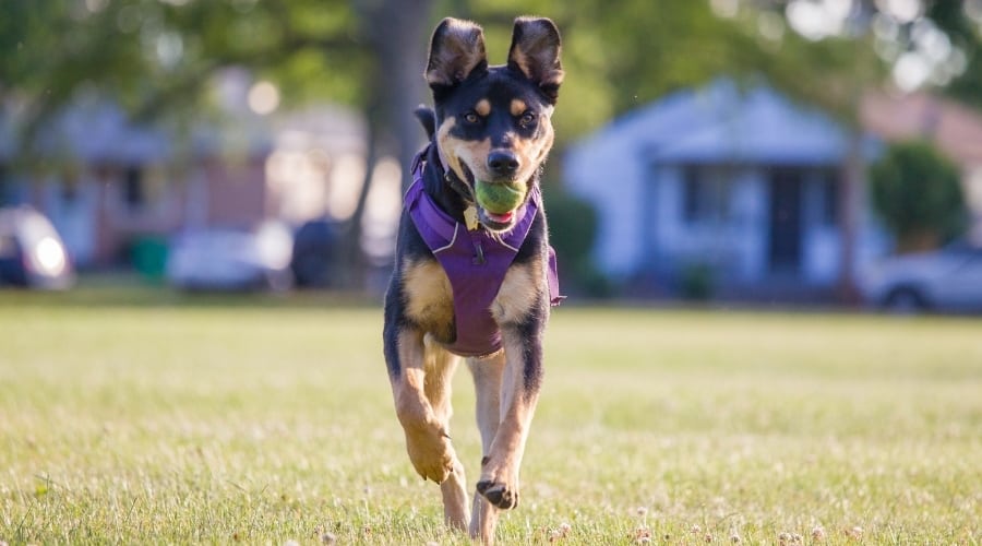 Rottador Running Outside