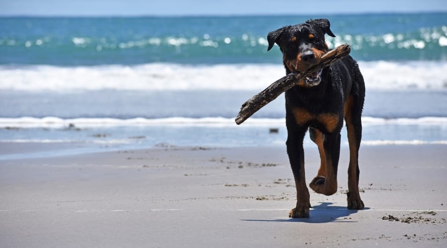 Rottador Running on Beach