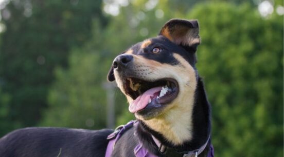 Autistic Rottweilers 17 Best Dogs for Autistic Children: Calming Companions That Truly Make ...