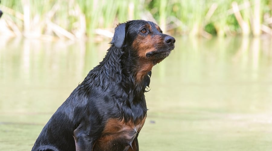 Rottweiler Lab mix
