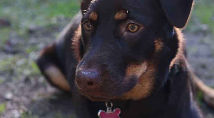 Rottador