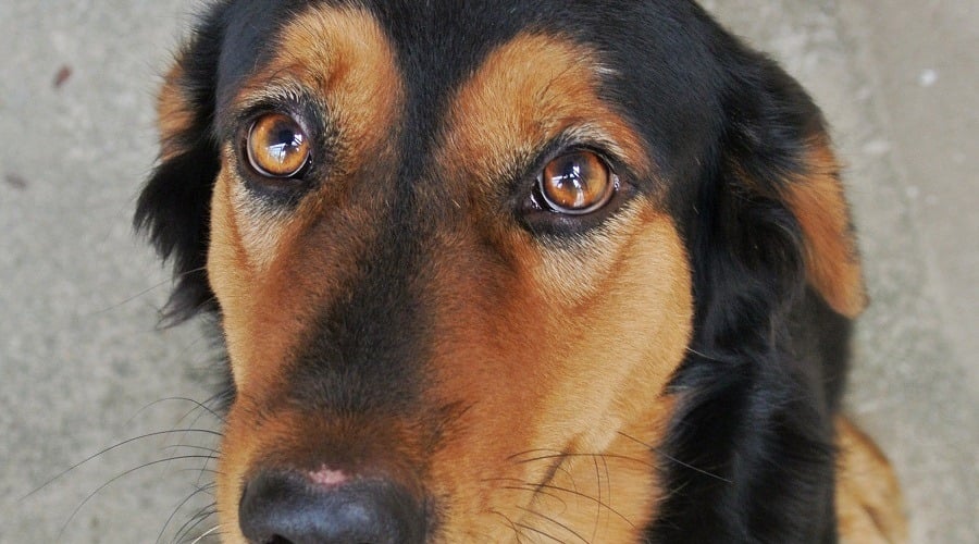 Rottcollie