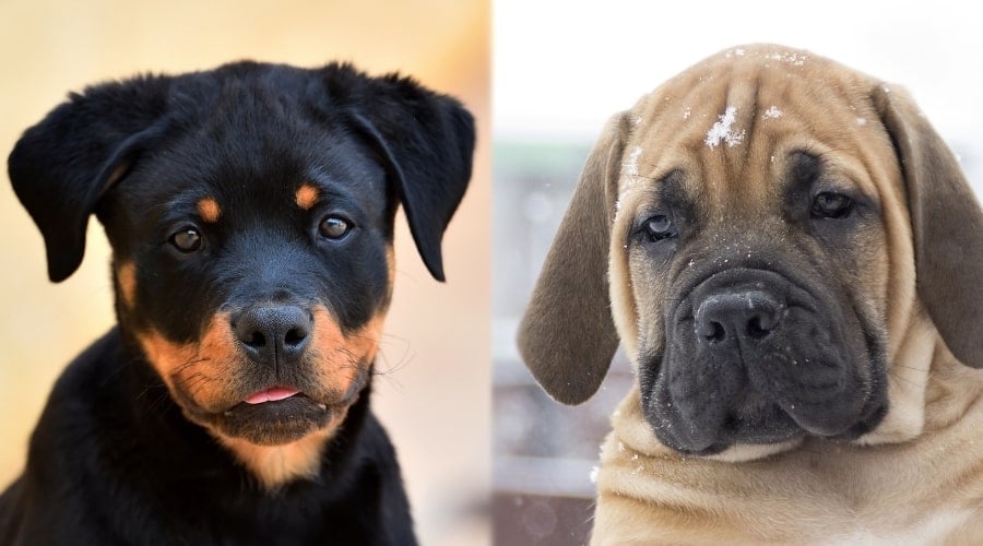 Rotteiler vs. Boerboel Puppy Costs