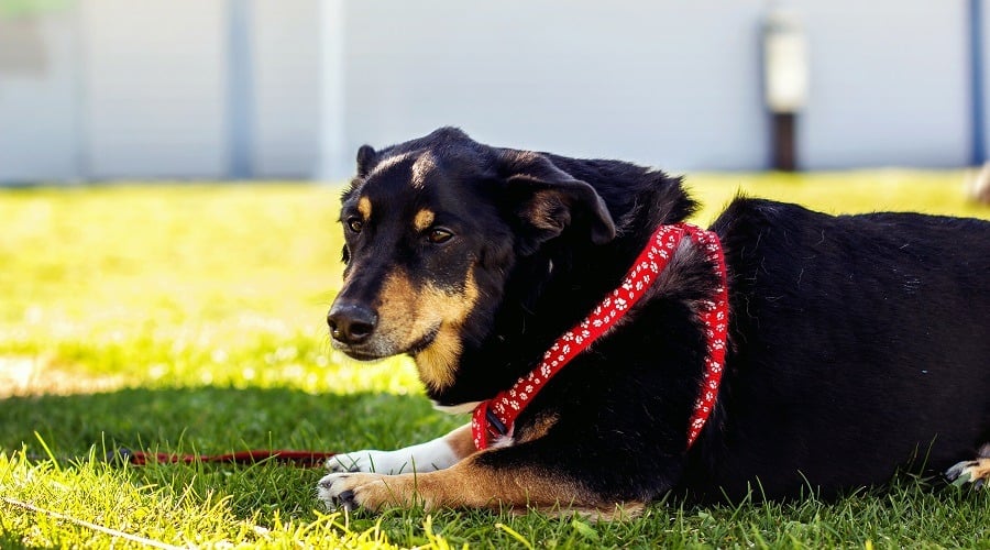 Rottgi