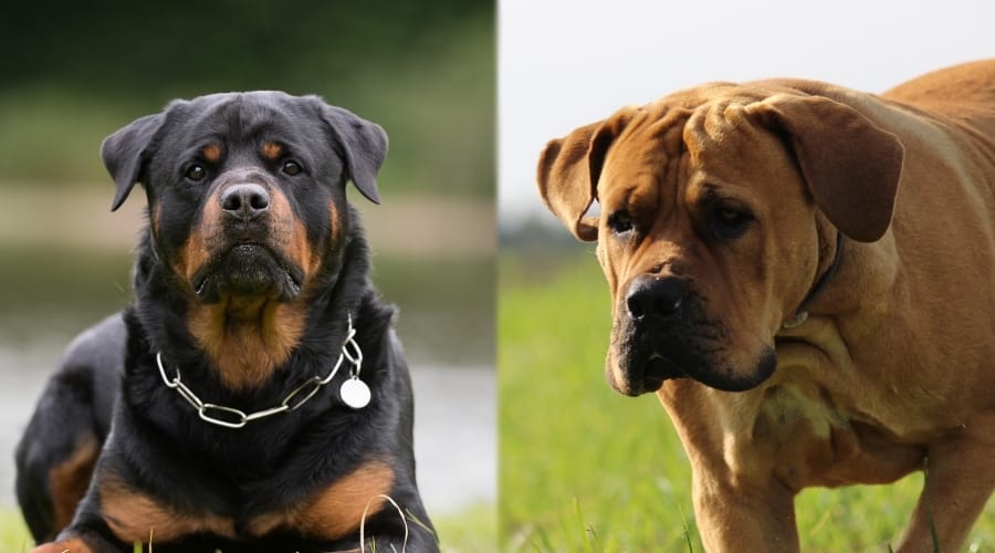 Rottie Boerboel Outdoors