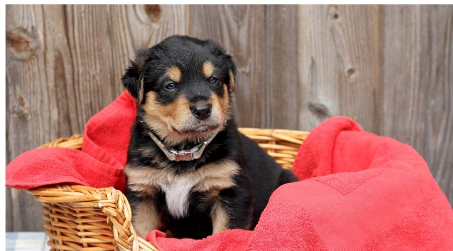 Rottie Cocker