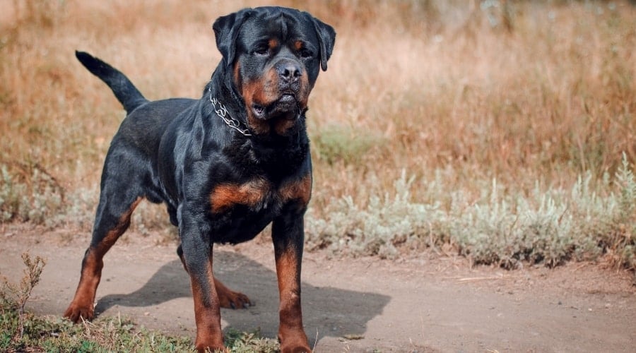 Rottie Outdoors in Desert