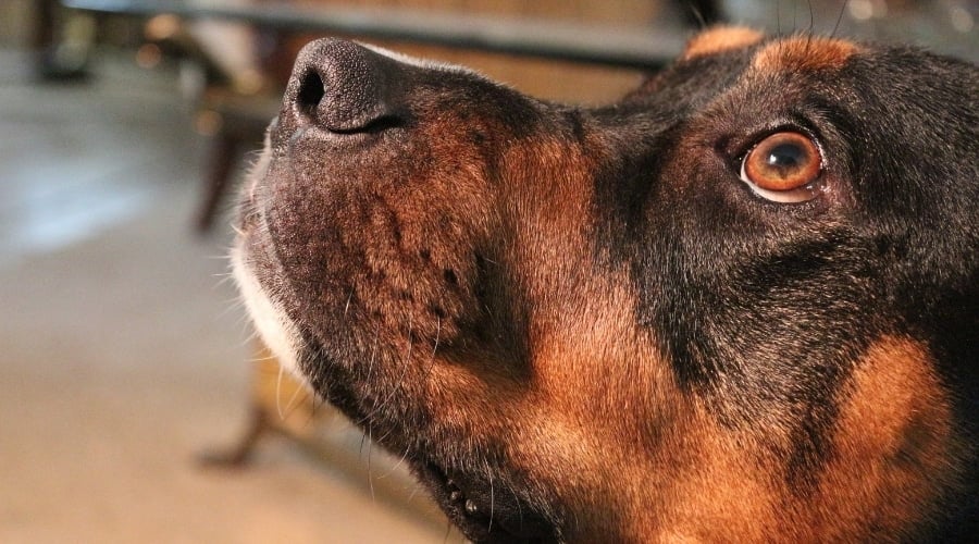 Rottie Pit Looking at Trainer