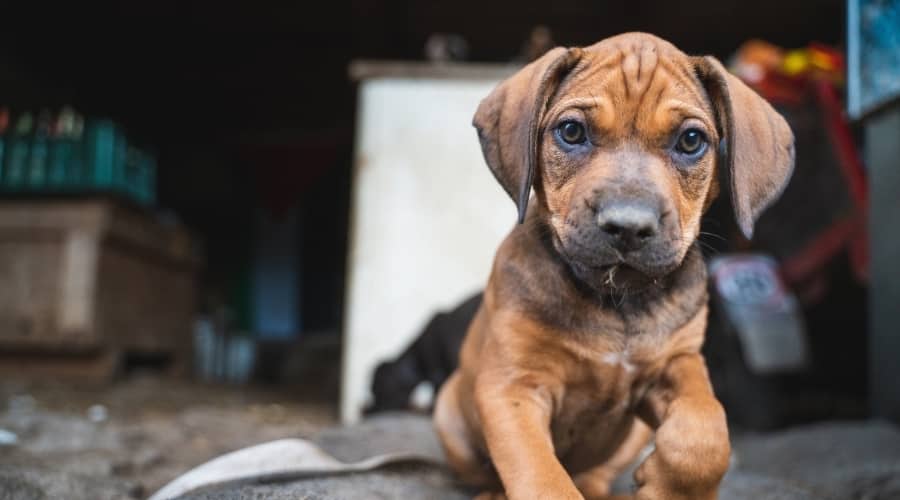 Rottie Pit Mix at Breeder