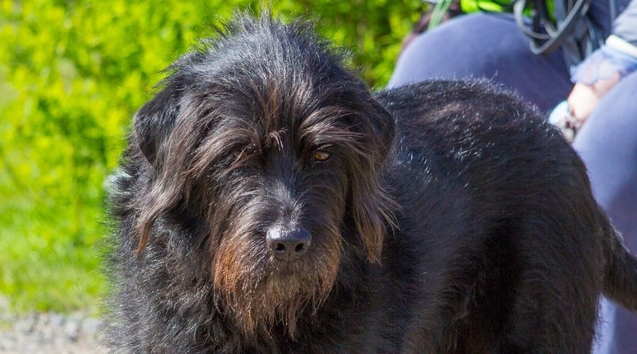 Rottie Poodle Mix