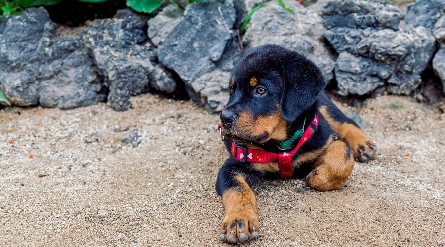 Rottie Puppy in Harness