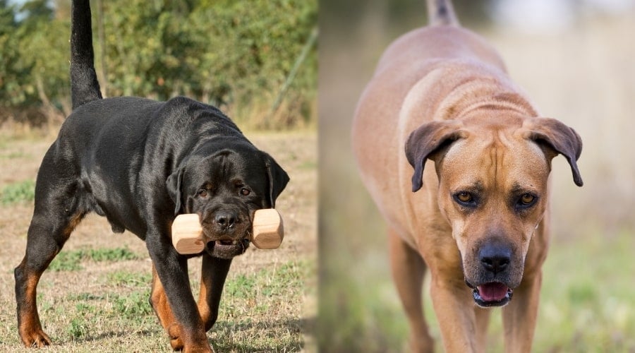 Rottie and Boerboel Training