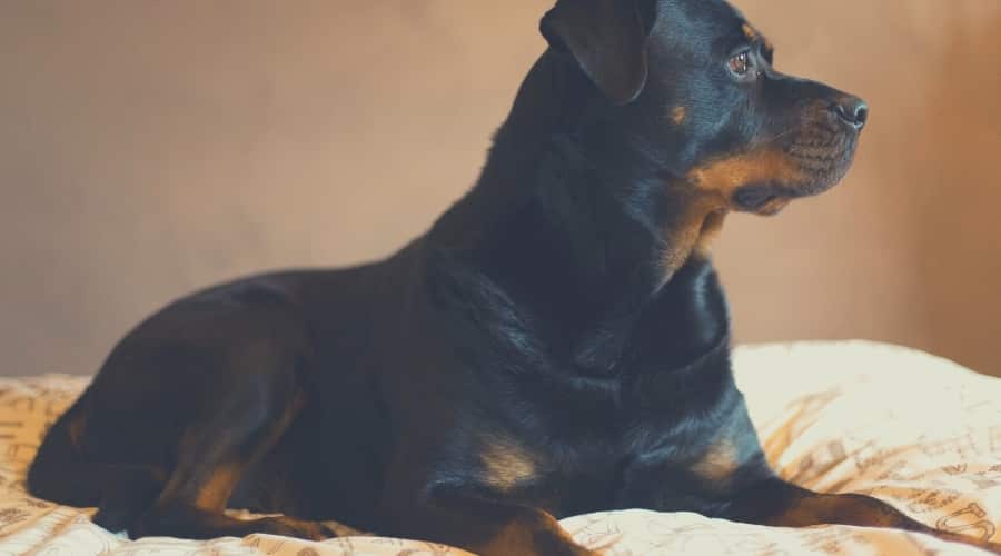 Rottie on Bed