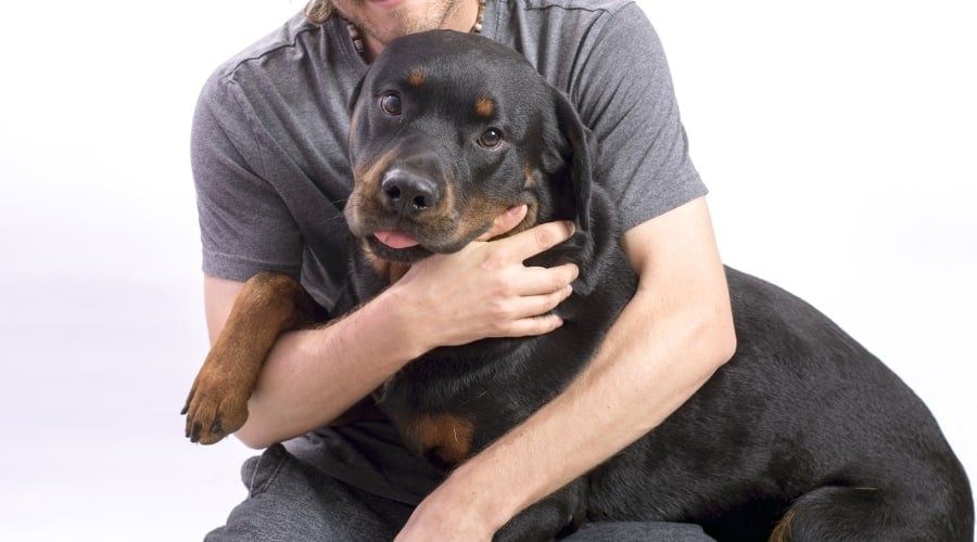 Rottie on Lap