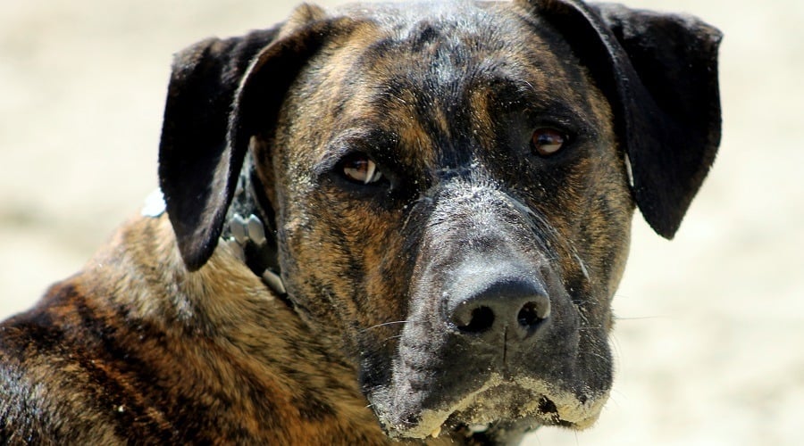 Rottiecorso