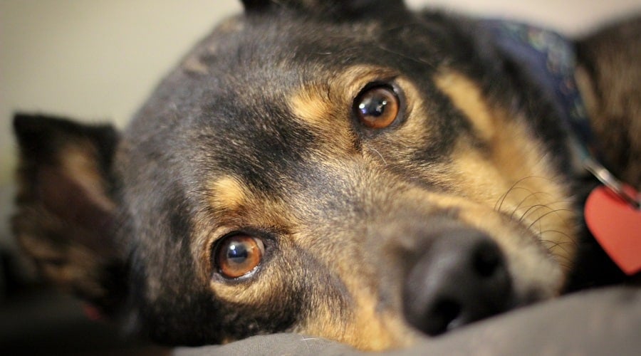 Rottsky