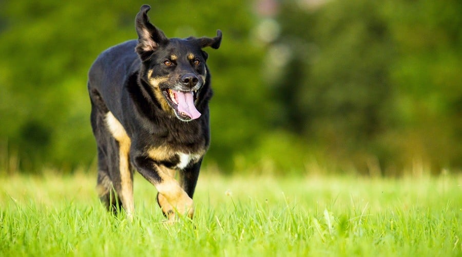 Border Collie Rottweiler Mix Border Rottie Breed Information Canine Journal