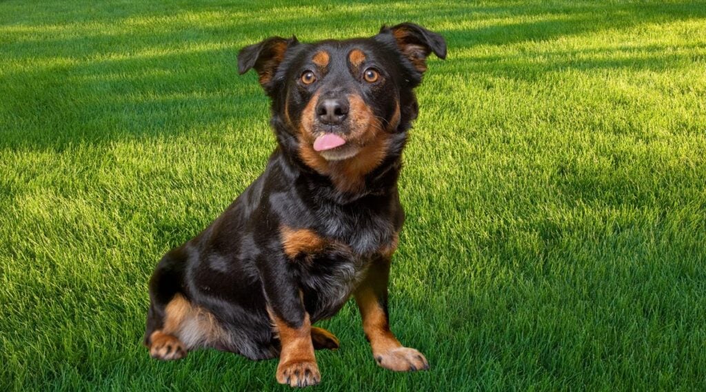 Rottweiler Corgi Mix sitting in the grass