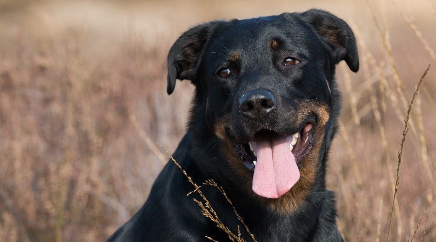 Rottweiler Lab Mix