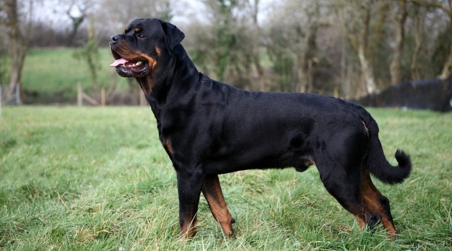Rottweiler Outdoors in Field