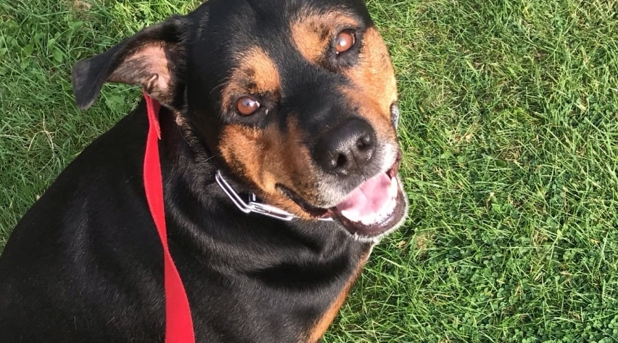 Rottweiler Pitbull Mix on Leash
