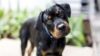 10 Rottweiler Health Issues Vets Wish You Knew Sooner - Canine Journal