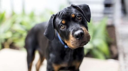 10 Rottweiler Health Issues Vets Wish You Knew Sooner - Canine Journal