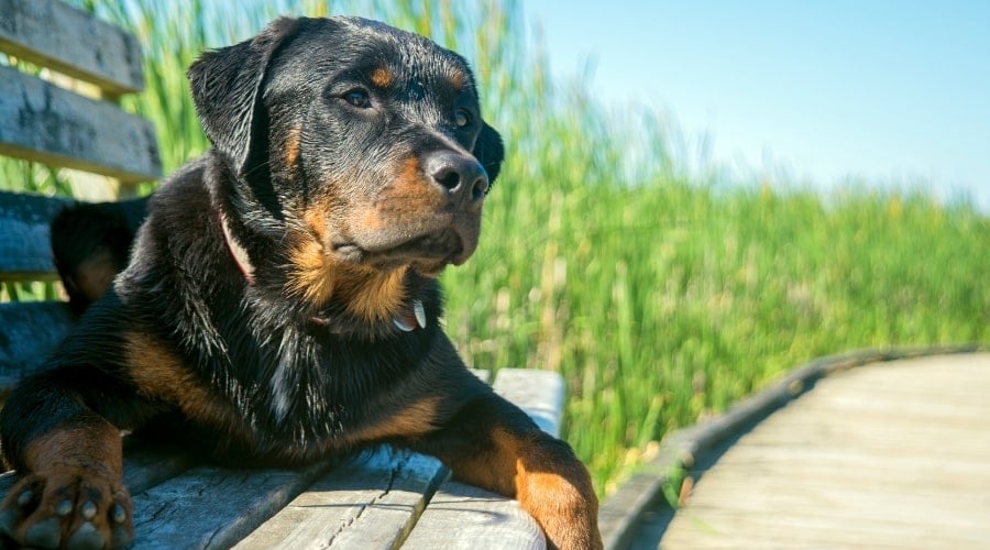Rottweiler Sitting on Bench