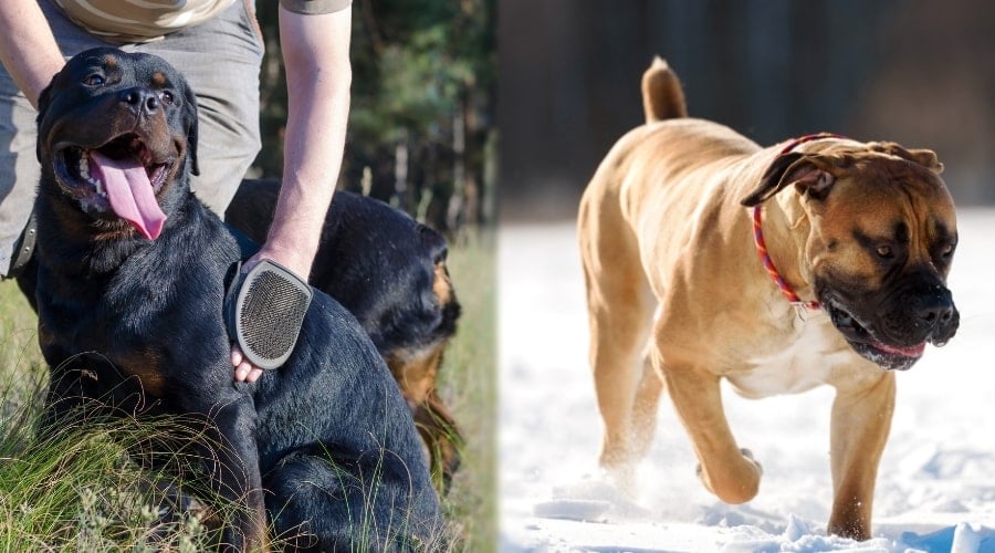 Rottweiler and Boerboel Grooming Needs