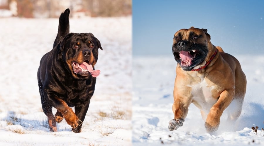 Rottweiler and Boerboel outdoors playing