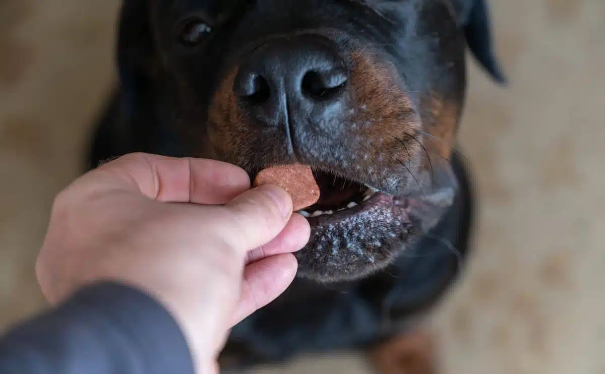 Rottweiler being fed a piece of kibble sitting