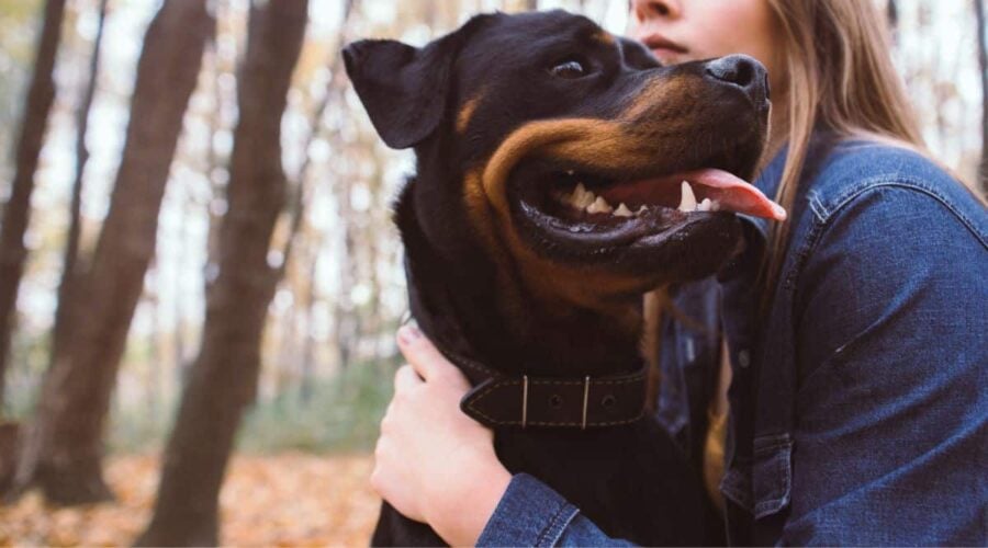 Rottweiler Siberian Husky Mix: Rottsky Facts & Breed Information ...