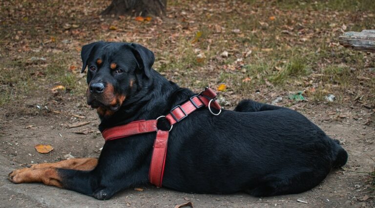 Raising A Rottweiler Puppy? Bookmark This Feeding Chart - Canine Journal
