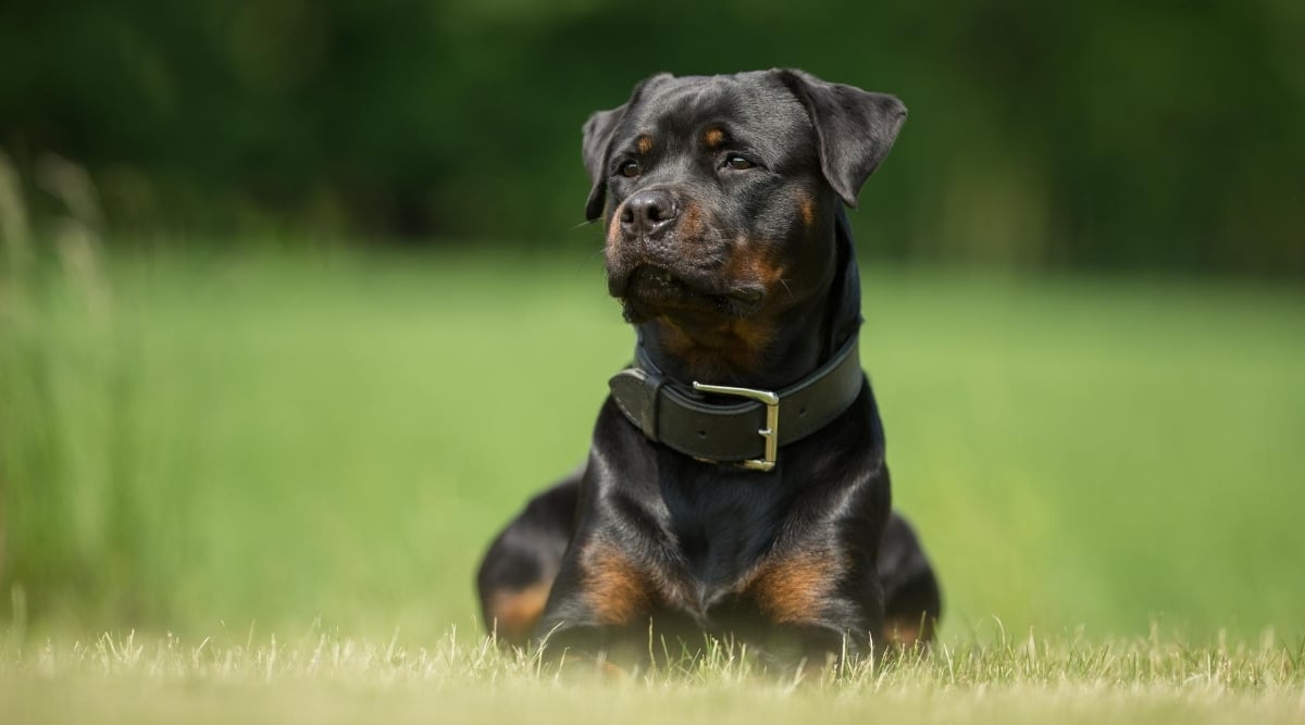 Rottweiler luing down in grass frield.