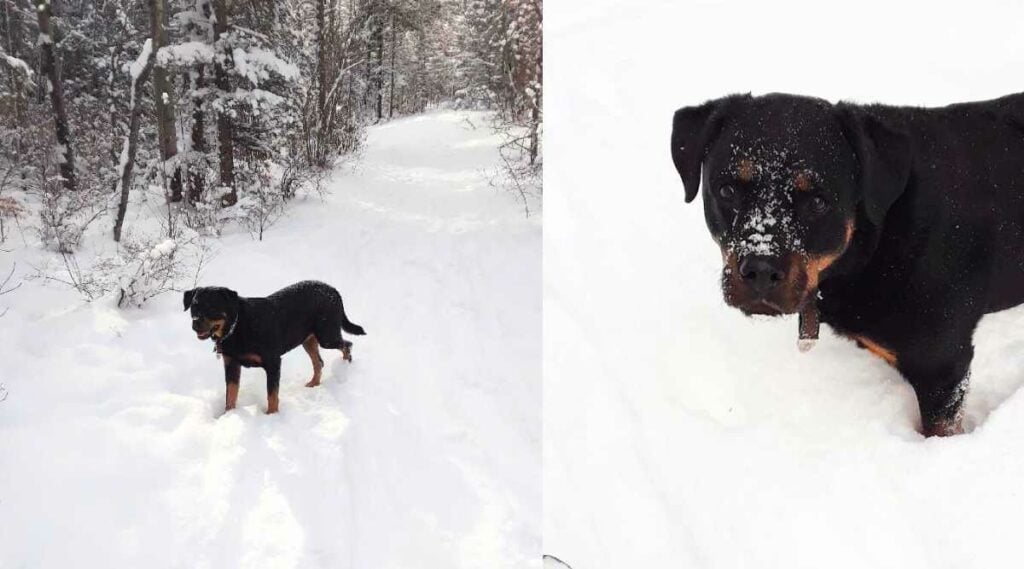 Rottweiler outside in snow.