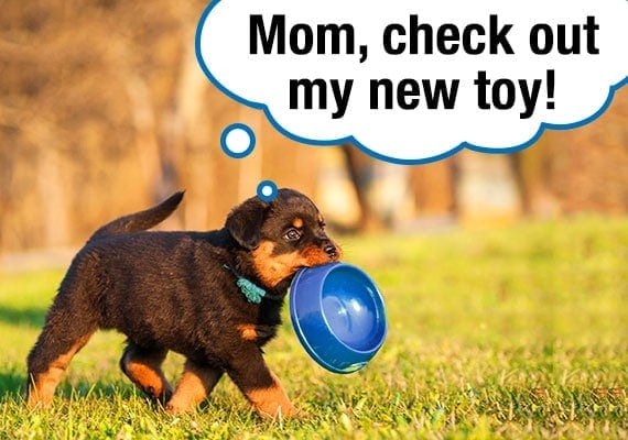 Rottweiler puppy walking around yard with plastic dog bowl in his mouth as toy