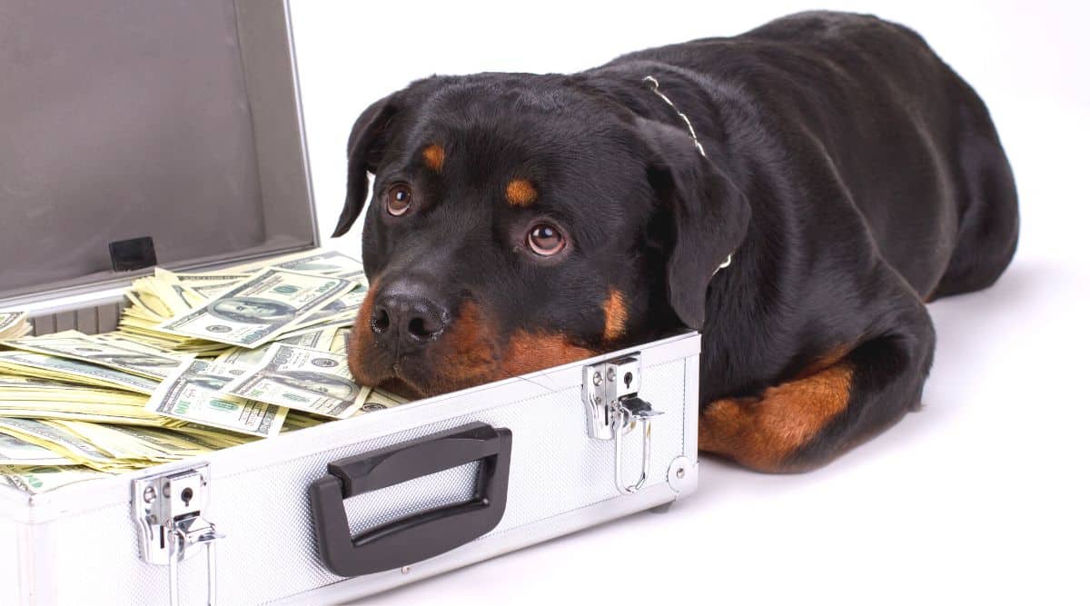 Rottweiler put head in suitcase with money