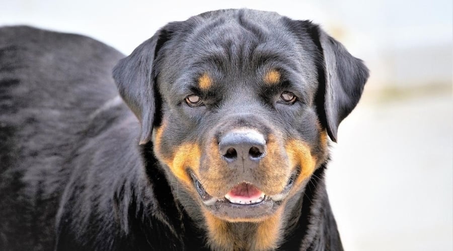 Rottweiler standing