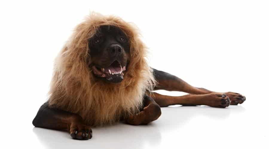 Rottweiler wearing a lion mane