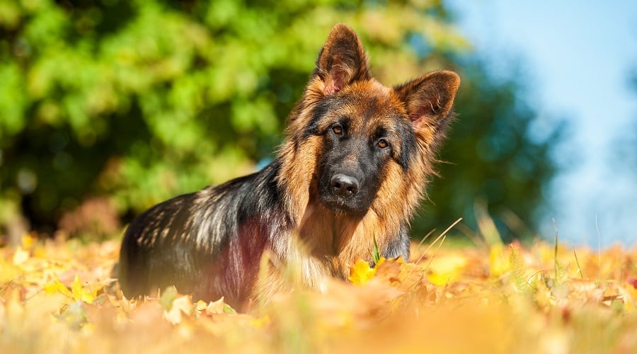 Rough Coated GSD