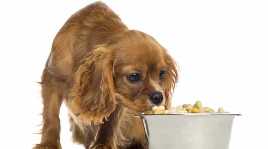 Ruby Cavalier King Charles Spaniel eating dog treats in a bowl