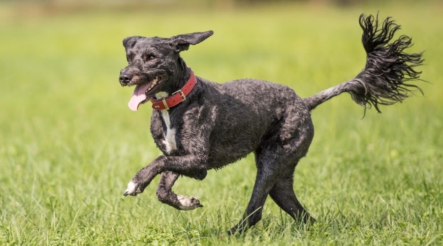 Running Black Dog With Long Tail