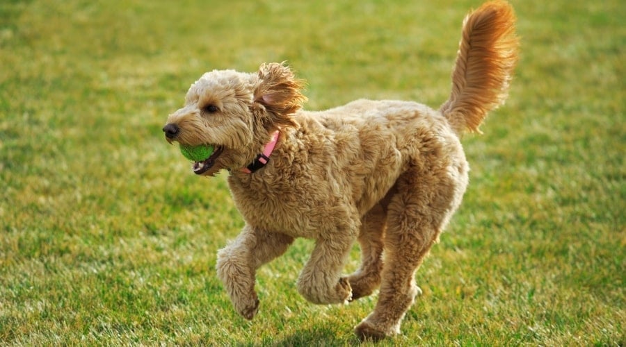 Running Blond Dog