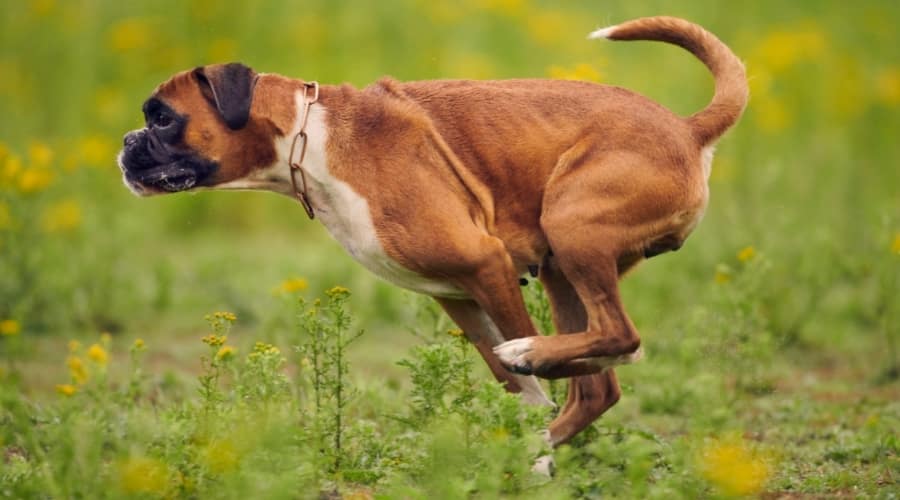 Running Brown and White Dog