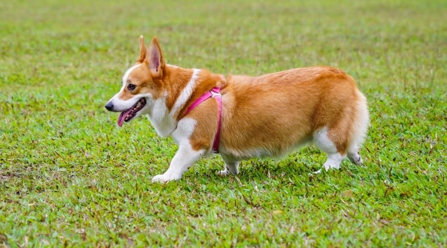 Running Pembroke Welsh Corgi Outdoors
