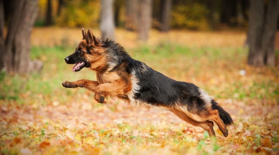 Running Dog in Forest