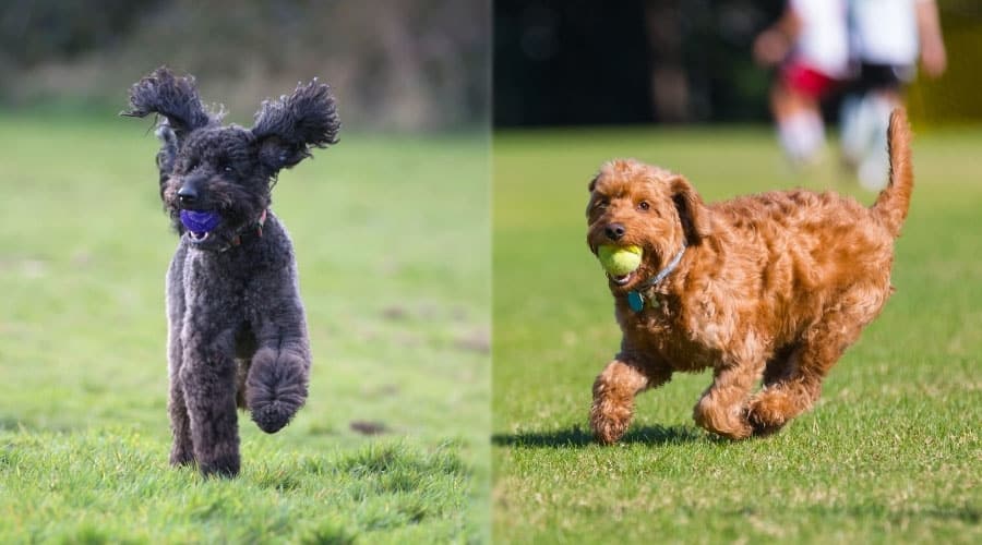 Running Dogs Outdoors
